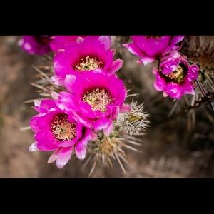 Cactus Flower